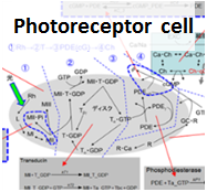 Photoreceptor